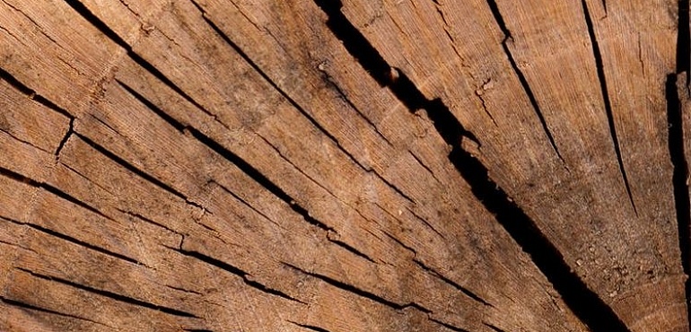 Виды древесины