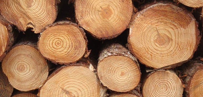 Подробнее о древесине: сосна